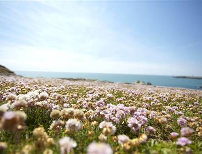 Ile d'Yeu avec le camping la pomme de pin à Saint Hilaire de Riez en Vendée